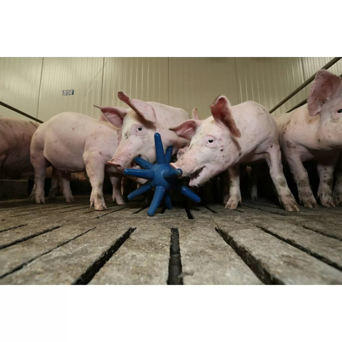 EasyFix® Luna Pig Enrichment Floor Toys - QC Supply -