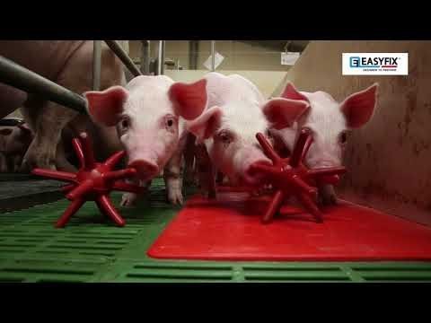 EasyFix® Luna Pig Enrichment Floor Toys - QC Supply -
