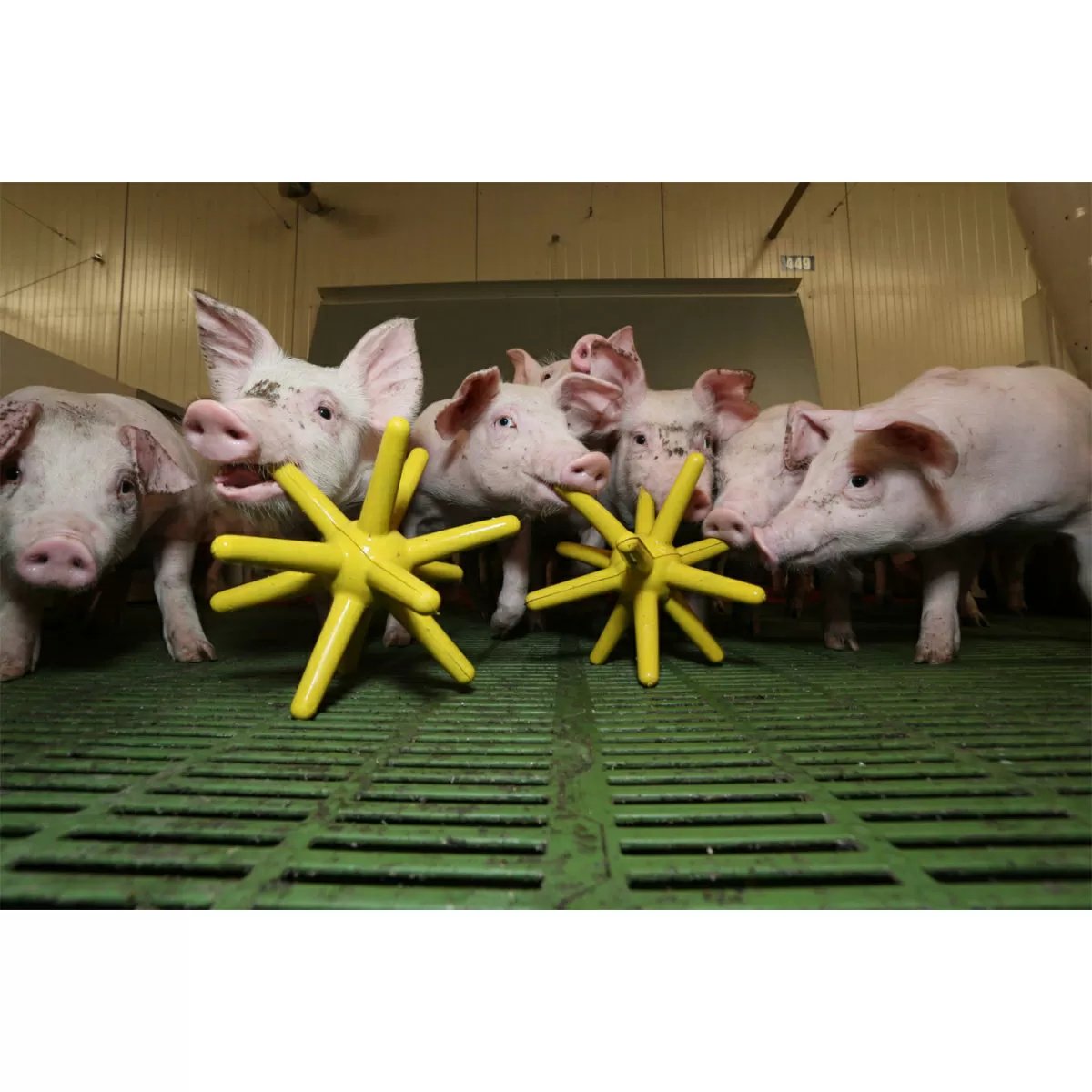 EasyFix® Luna Pig Enrichment Floor Toys - QC Supply -