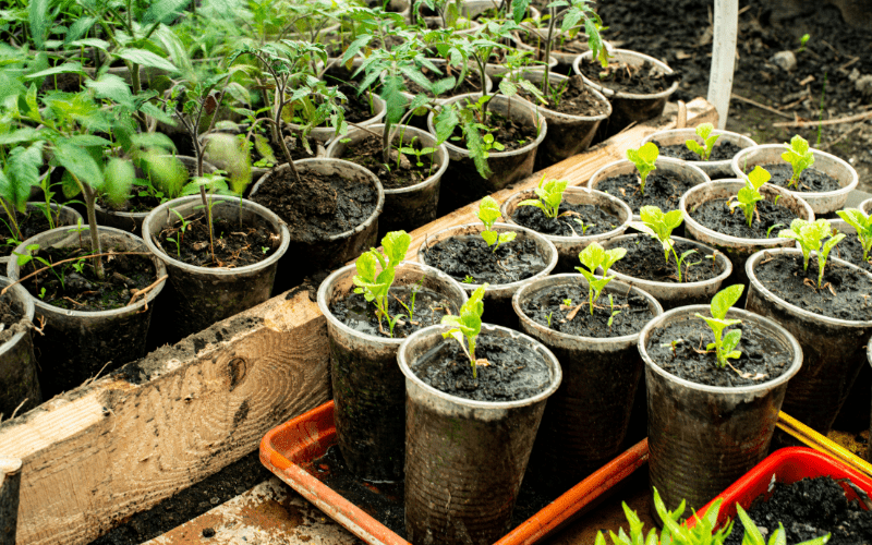 Effective Seed Starting Methods: A Guide to Growing Strong, Healthy Plants - QC Supply