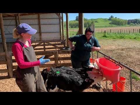 Peach Teat Complete Feeder - 3 Teat - QC Supply - 